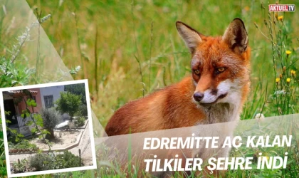 Edremit’te Aç Kalan Tilkiler Şehre İndi