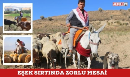 Eşek Sırtında Zorlu Mesai