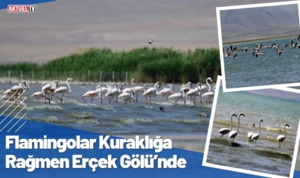 Flamingolar Kuraklığa Rağmen Erçek Gölü’nde