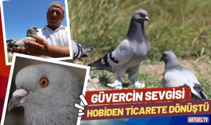 Güvercin Sevgisi Hobiden Ticarete Dönüştü