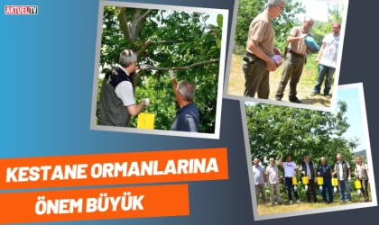 Kestane Ormanlarına Önem Büyük