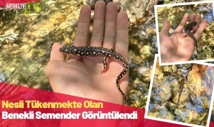 Nesli Tükenmekte Olan Benekli Semender Görüntülendi