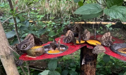 Panama Tırtılı Kelebek Olacak