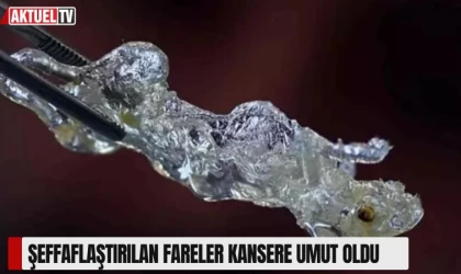 Şeffaflaştırılan Fareler Kansere Umut Oldu