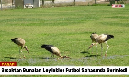 Sıcaktan Bunalan Leylekler Futbol Sahasında Serinledi