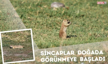 Sincaplar Doğada Görünmeye Başladı