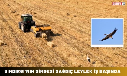 Sındırgı’nın Simgesi Sağdıç Leylek İş Başında