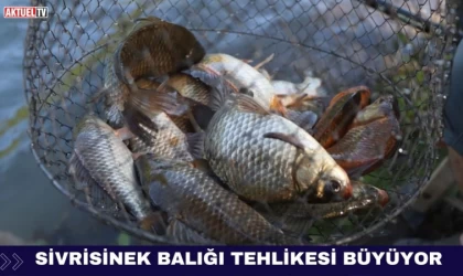 Sivrisinek Balığı Tehlikesi Büyüyor