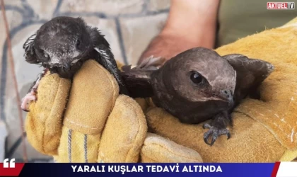 Yaralı Kuşlar Tedavi Altında