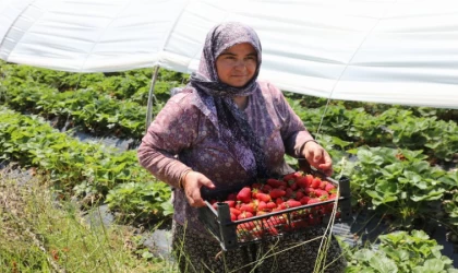 Yaylaları Çilekleri Raflarda