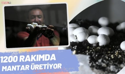 1200 Rakımda Mantar Üretiyor