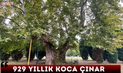 929 Yıllık Koca Çınar