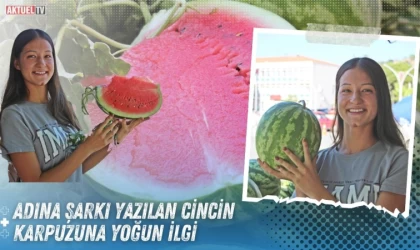 Adına Şarkı Yazılan Cincin Karpuzuna Yoğun İlgi