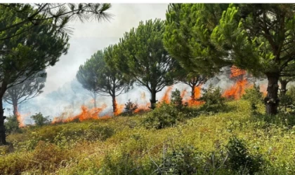 Ağaç Sektörünün Uykularını Yangın Kaçırıyor