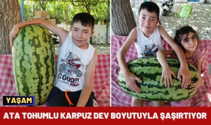 Ata Tohumlu Karpuz Dev Boyutuyla Şaşırtıyor