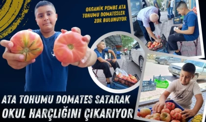 Ata Tohumu Organik Domates Satarak Harçlığını Çıkarıyor