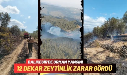 Balıkesir'de Yangında 12 Dekar Zeytinlik Zarar Gördü    