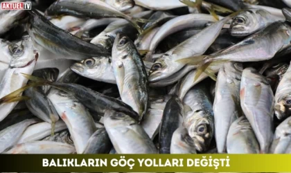 Balıkların Göç Yolları Değişti