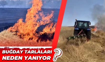 Buğday Tarlaları Neden Yanıyor?