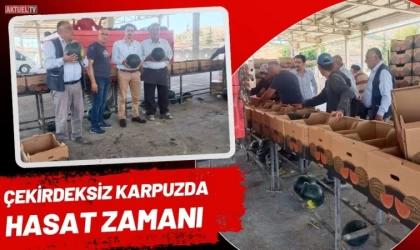 Çekirdeksiz Karpuzda Hasat Zamanı