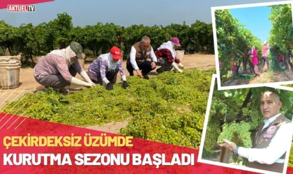 Çekirdeksiz Üzümde Kurutma Sezonu Başladı