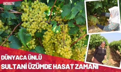 Dünyaca Ünlü Sultani Üzümde Hasat Zamanı