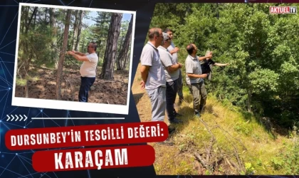 Dursunbey’in Tescilli Değeri: Karaçam