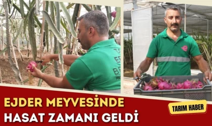 Ejder Meyvesinde Hasat Zamanı