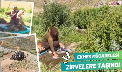 Ekmek Mücadelesi Zirvelere Taşındı