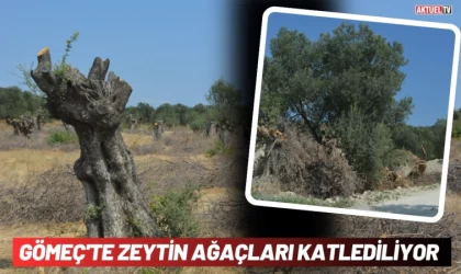 Gömeç’te Zeytin Ağaçları Katlediliyor