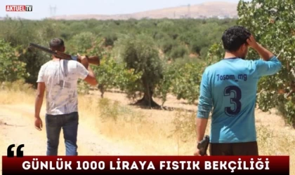 Günlük 1000 Liraya Fıstık Bekçiliği