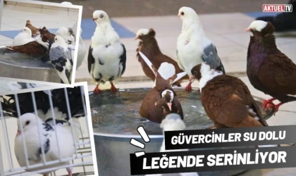 Güvercinler Su Dolu Leğende Serinliyor