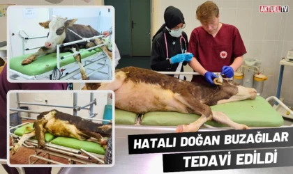 Hatalı Doğan Buzağılar Tedavi Edildi