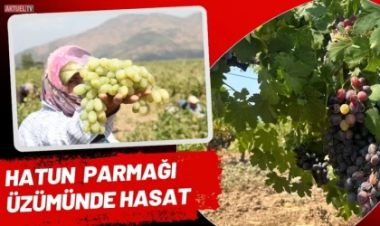 Hatun Parmağı Üzümünde Hasat Zamanı