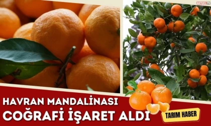 Havran Mandalinası Coğrafi İşaret Aldı