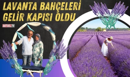 Lavanta Bahçeleri Gelir Kapısı Oldu