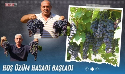 Hoş Üzüm Hasadı Başladı