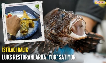 İstilacı Balık Lüks Restoranlarda 'Yok' Satıyor