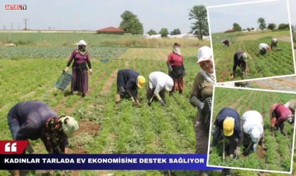 Kadınlar Tarlada Ev Ekonomisine Destek Sağlıyor