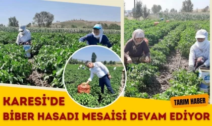 Karesi’de Biber Hasadı Mesaisi Devam Ediyor