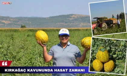 Kırkağaç Kavununda Hasat Zamanı