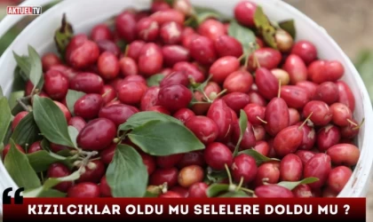 Kızılcıklar Oldu Mu Selelere Doldu Mu ?