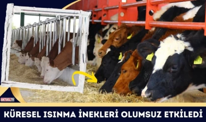 Küresel Isınma İnekleri Olumsuz Etkiledi