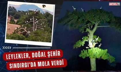 Leylekler Doğal Şehirde Mola Verdi