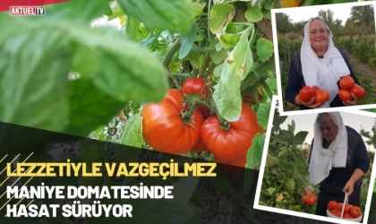 Lezzetiyle Vazgeçilmez Maniye Domatesinde Hasat Sürüyor