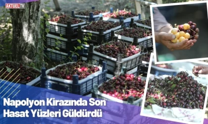 Napolyon Kirazında Son Hasat Yüzleri Güldürdü