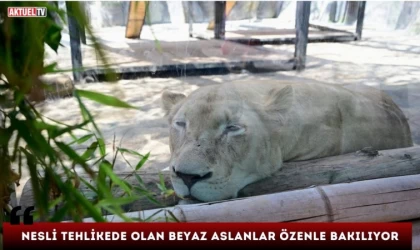 Nesli Tehlikede Olan Beyaz Aslanlar Özenle Bakılıyor