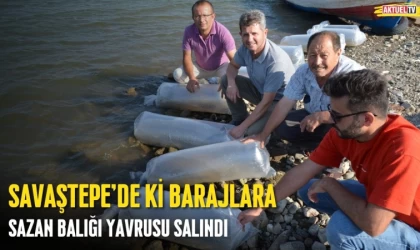 Savaştepe’de ki Barajlara Sazan Balığı Yavrusu Salındı