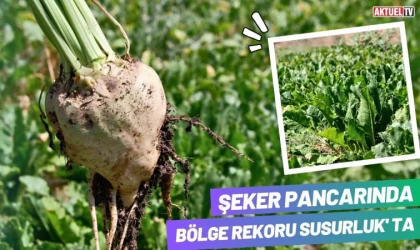 Şeker Pancarında Bölge Rekoru Susurluk'ta