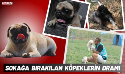 Sokağa Bırakılan Köpeklerin Dramı